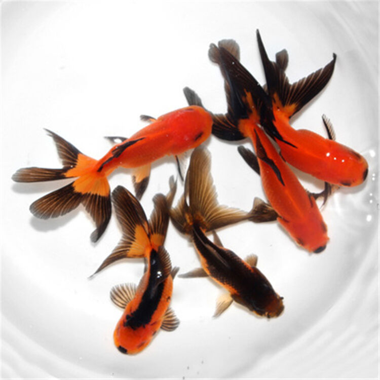 泽思宠物 冷水鱼观赏鱼小红草金鱼鎏金鹤顶红红狮蝶尾水泡眼兰寿活体