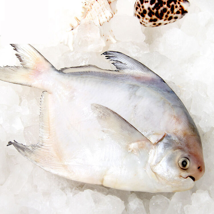 金鹏 冰鲜鲳鱼 500g 海鲜水产 海鲜年货 烧烤食材