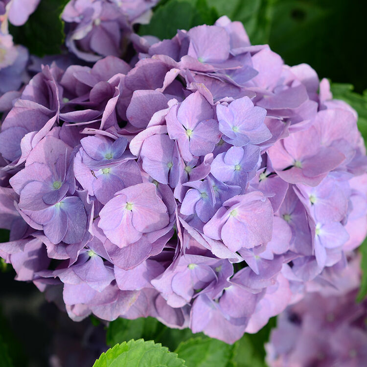 虹越园艺家 绣球花盆栽苗1加仑/2加仑 罗斯 家庭阳台庭院花卉植物 1