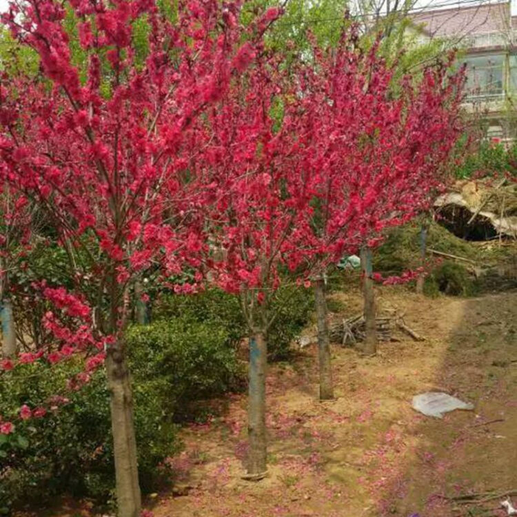 紅梅 綠梅 烏梅盆栽庭院植物紅梅花樹苗榆葉梅綠梅盆栽地栽紅梅樹苗帶