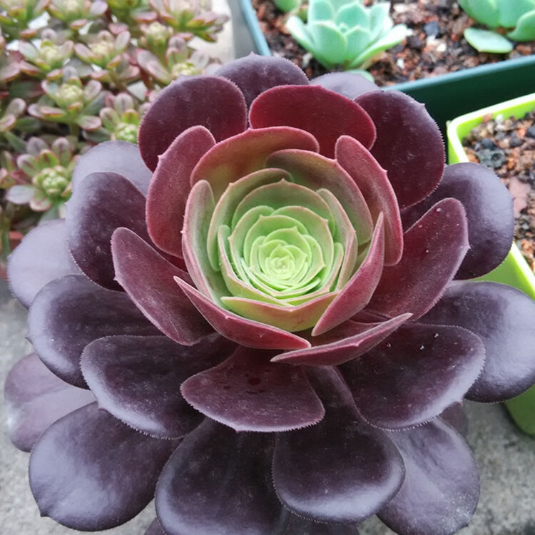 花络阁紫羊绒多肉植物欧版紫羊绒桩紫羊绒法师系列莲花掌多内盆栽多内