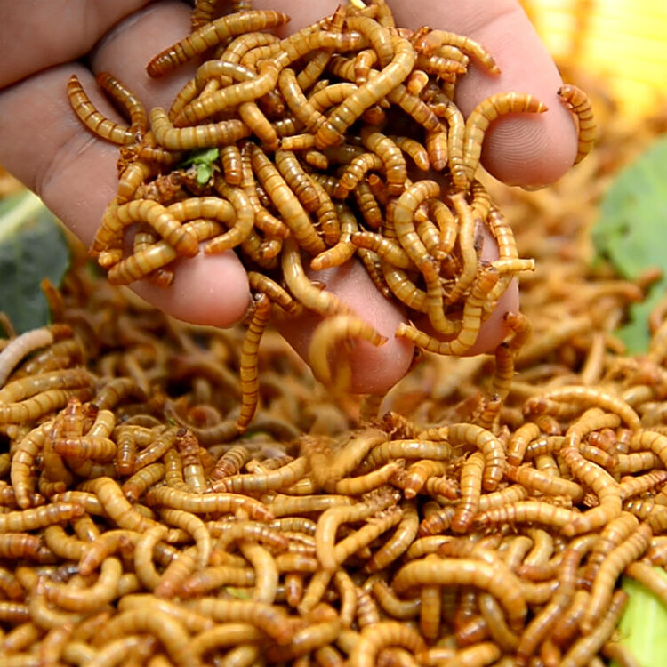 面包虫活体黄粉虫活虫鸟粮鱼粮蜘蛛角蛙饲料画眉仓鼠粮面包虫 黄粉虫100g 鲜活 图片价格品牌评论 京东