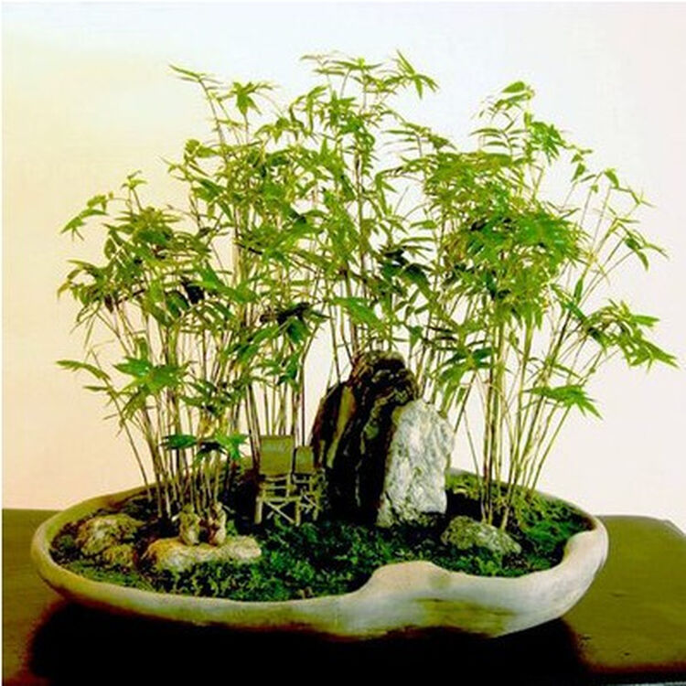 凤尾竹盆栽米竹 丛生矮小微型盆景假山植物 蓬莱竹室内桌面观赏竹 60