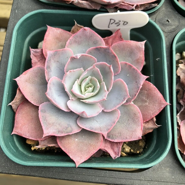 上芯韩国pinky多肉植物肉肉sn7501 30(8cm盆) 裸根不带土