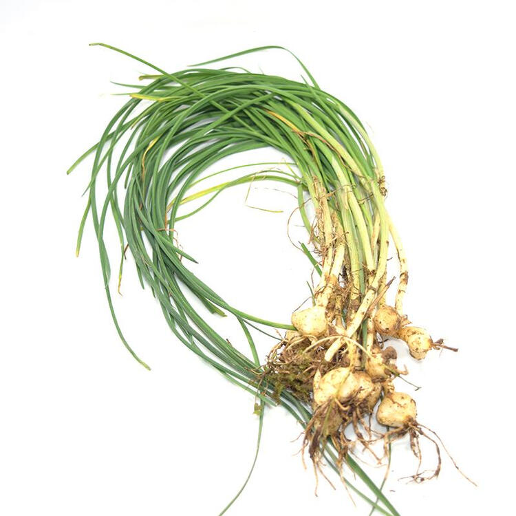 新鲜野葱 野蒜小根蒜胡葱薤白香葱野菜 500g