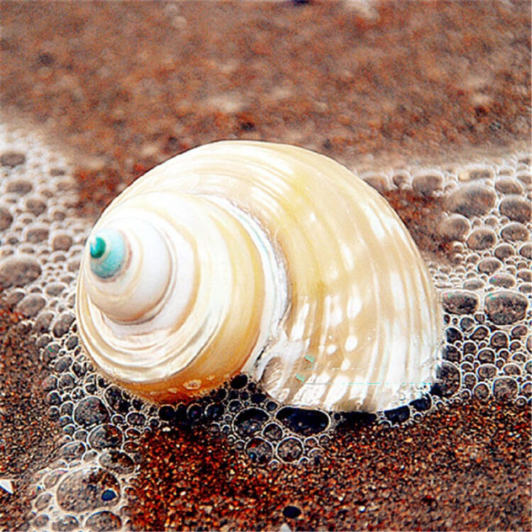 抛光银口蝾螺5cm天然海螺贝壳寄居蟹卷贝鱼壳情侣海贝水族装饰