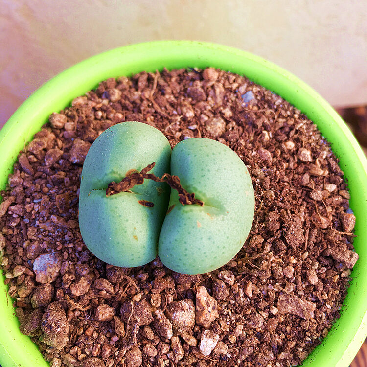 漠上花圣元少将口笛生石花五十铃玉肉锥多肉植物开花植物满 【圣元】