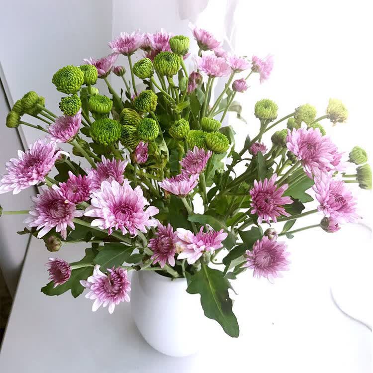 正画 小雏菊鲜花 家庭插花家用室内办公室 混合色随机搭配5支 不发