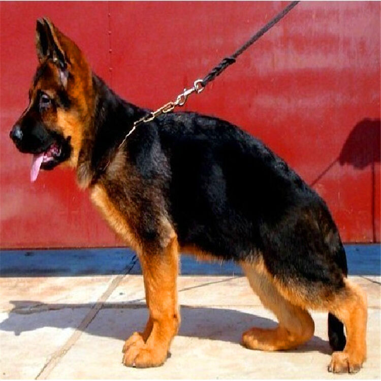 德国牧羊犬幼犬活体 赛系德国牧羊犬宠物狗狗 黑背弓背 出售黑贝狼狗