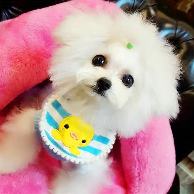 白色泰迪犬幼犬活体 赛级双血统贵宾犬小幼崽 家养小型茶杯体泰迪熊