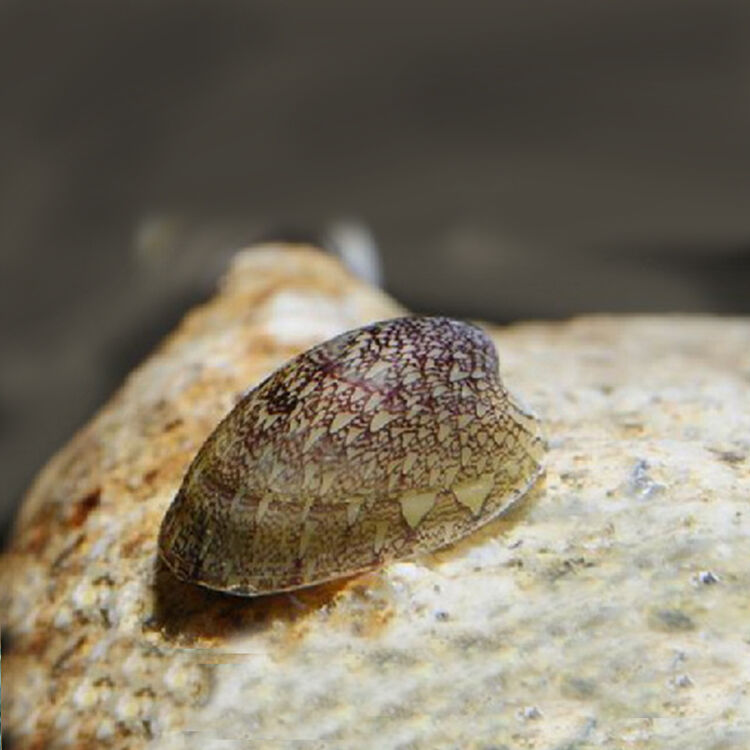 水族大师鲍鱼螺笠螺观赏螺活体工具螺活体鲍鱼螺10只装【图片价格品牌评论