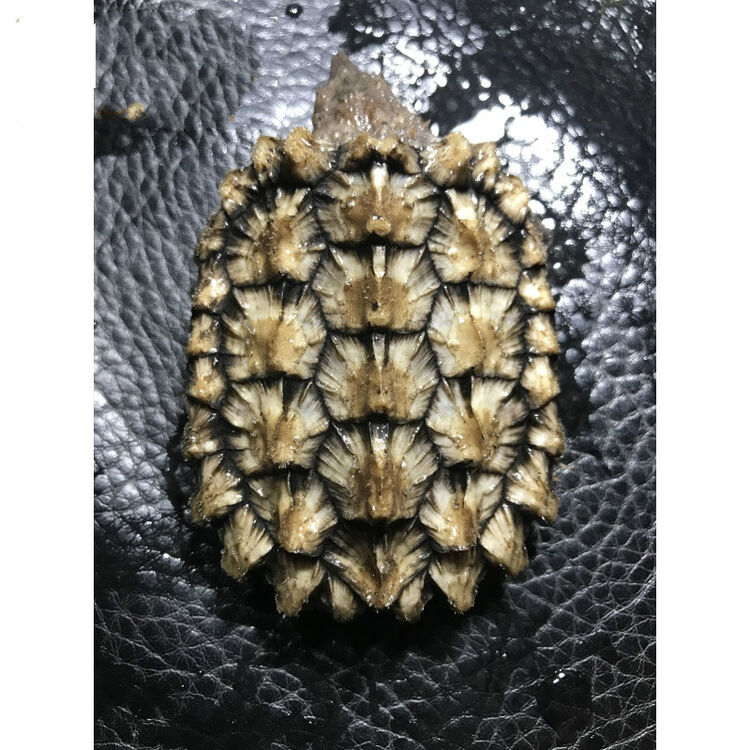 乌龟活体苗鳄鱼龟真鳄佛佛鳄刺鳄钓鱼龟4一7cm宠物龟水龟 黄金大鳄 4