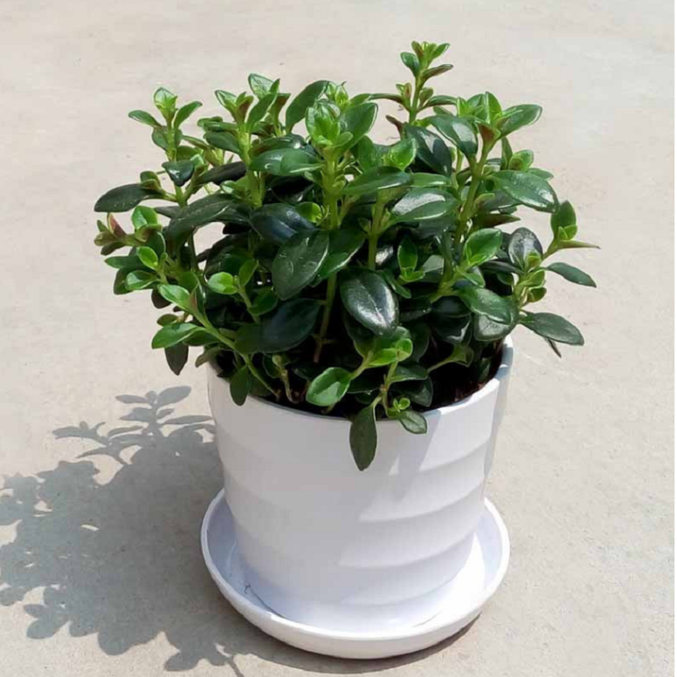 金鱼花吊兰盆栽花卉室内绿植办公室盆栽盆景绿色植物吊兰 白色螺纹盆