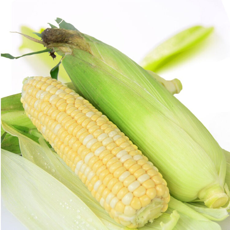 云南特产新鲜水果玉米 嫩玉米棒4kg 云南水果玉米 5斤