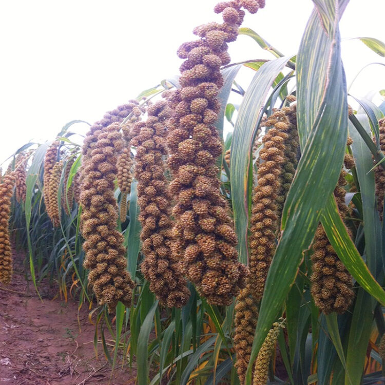 巡天 电商一号 张杂谷9号 高产 0.5kg