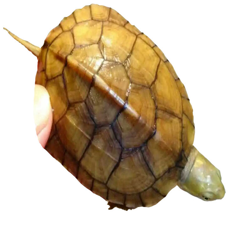 2017新品北种石金钱龟苗小青头龟苗活体黄喉拟水龟小青活体观赏龟 3-4