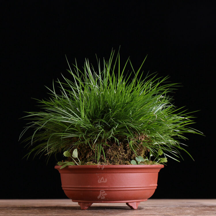 行山居 群青 菖蒲 老桩