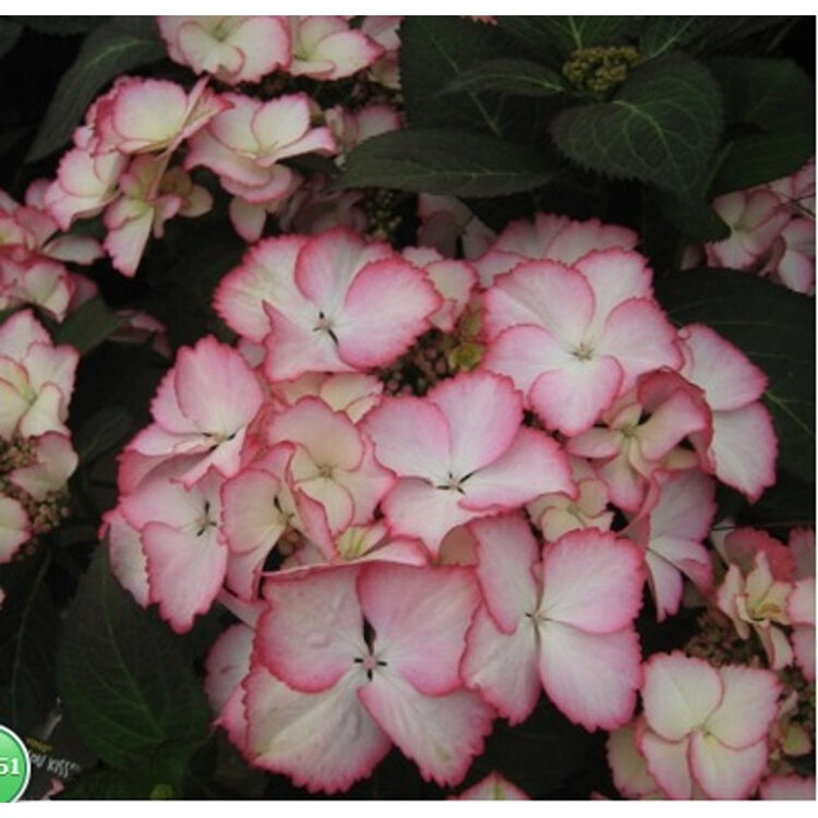 轩薇 绣球盆栽绿植幸运花八仙绣球花苗绣球花八仙花无尽夏木本绣球