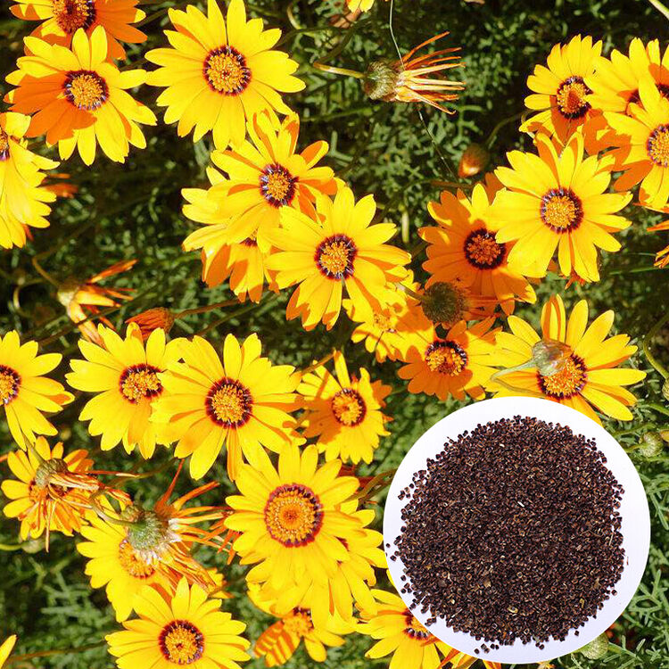 萌肉居 金鸡菊种子 花卉种子 花草种子 绿化种子 绿化工程种子 半斤