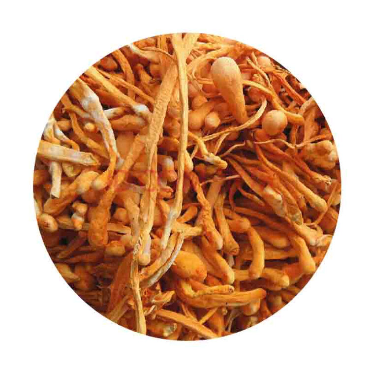 野生菌虫草花干货山珍野生菌金虫草食用菌500克