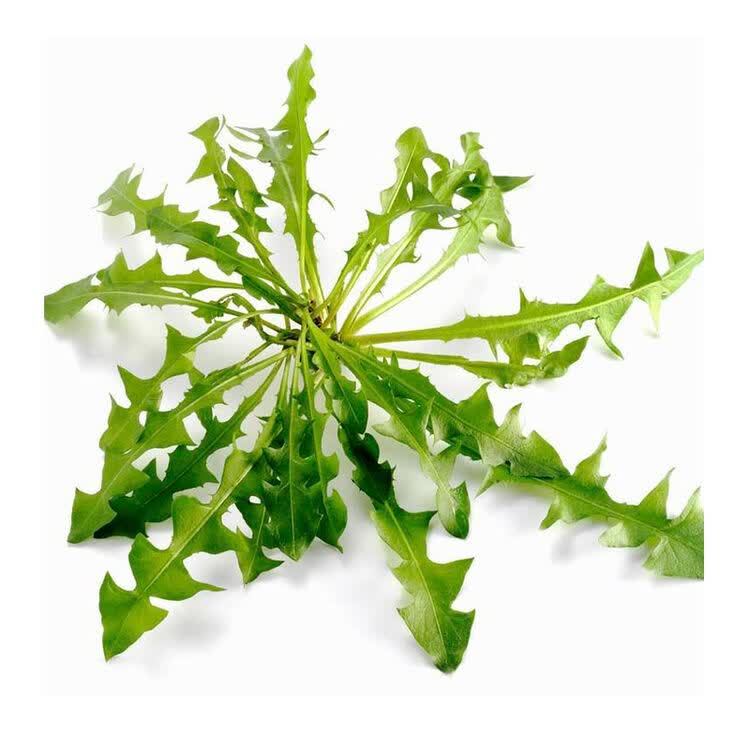 新鲜蒲公英婆婆丁龙须茶 1.5kg