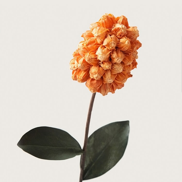 制作风信子艺术干花 装饰花真花永生花家居客厅花艺 橘色风信子1支
