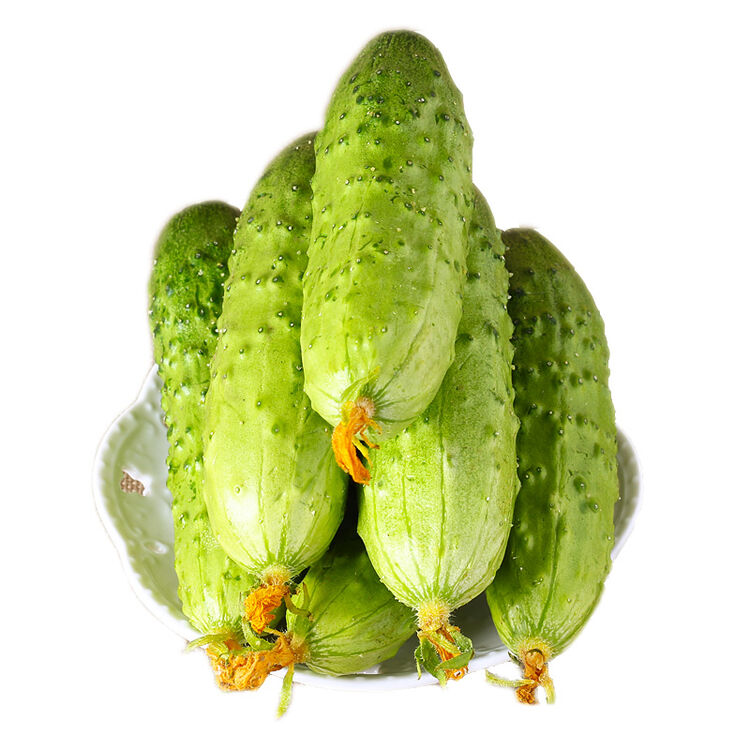 东北新鲜旱黄瓜 水果黄瓜 荷兰黄瓜 2.5kg