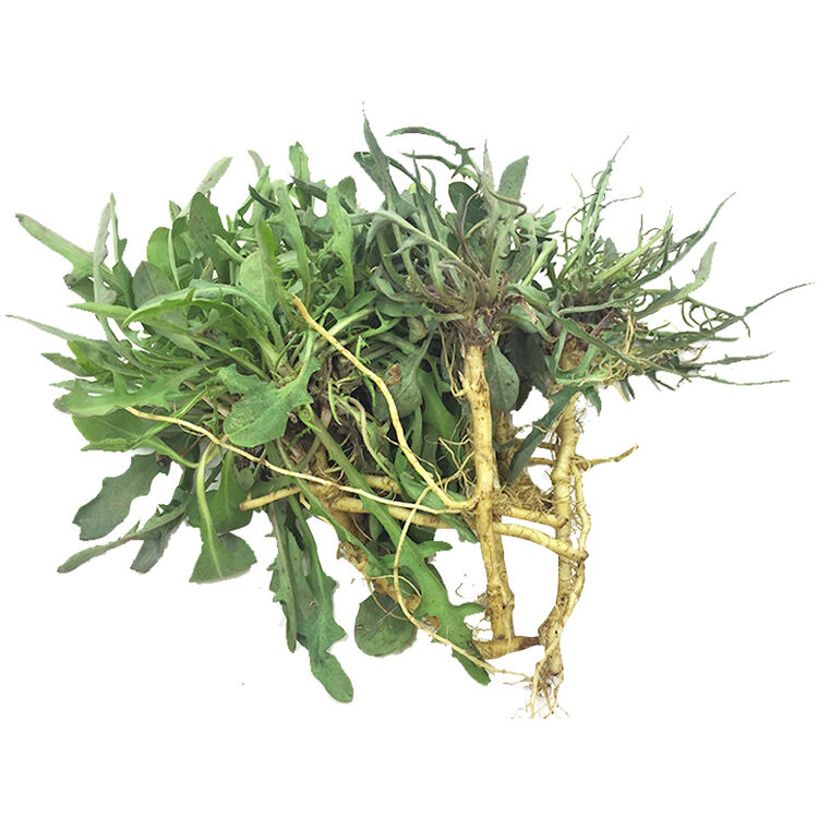 新鲜野生苦菜苦菜根苦菜茶500g