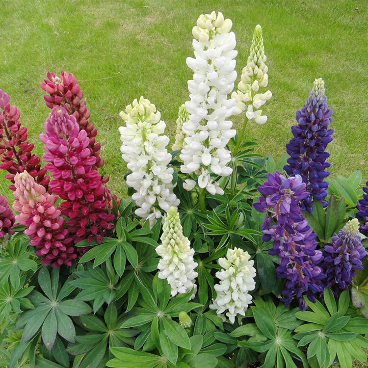 虹越 萌吖吖羽扇豆180#盆栽苗 混色 庭院园林观花观叶植物 花色繁多