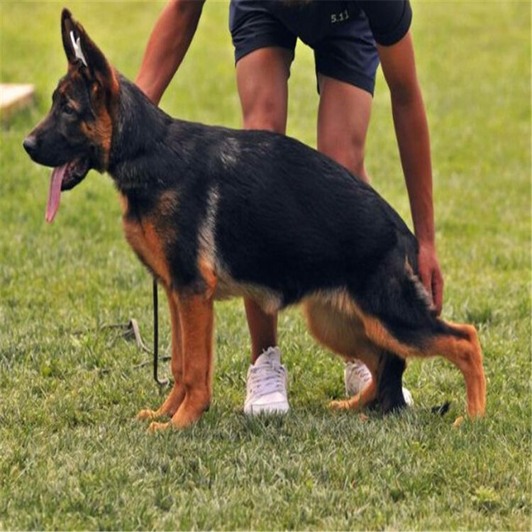 德国牧羊犬幼犬活体 赛系德国牧羊犬宠物狗狗 黑背弓背 出售黑贝狼狗