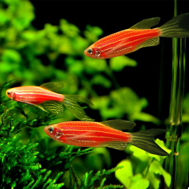 观赏鱼小型热带鱼活体宠物热带斑马鱼淡水鱼包活 红斑马,蓝斑马(共15