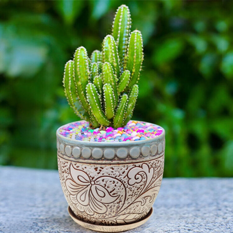 仙人球小盆栽仙人掌 金虎万重山金手指花卉盆栽多肉 万重山圆点花盆