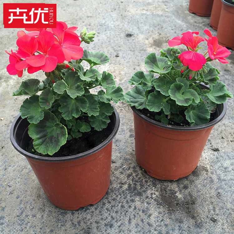 卉优 阳台花卉天竺葵庭院盆花香草植物天使之眼带花绿植送货上门 观花