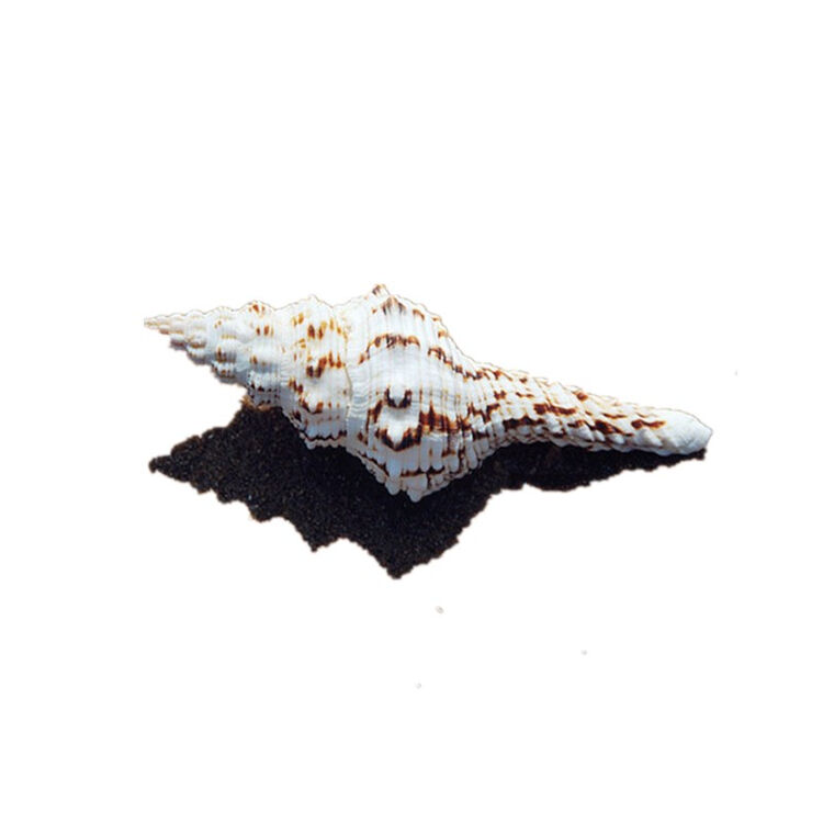 花斑长旋螺9-11cm天然海螺贝壳大海风情鱼缸装饰 11-14cm