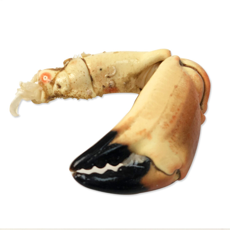 京东生鲜 英国熟冻面包蟹 600g/只 深海捕捞 蟹黄饱满 100%母蟹 光明服务菜管家商品 