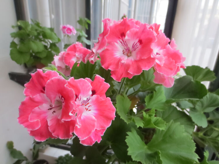 上芯【】天竺葵花苗 南通天 大花天竺葵 南通天sn3841