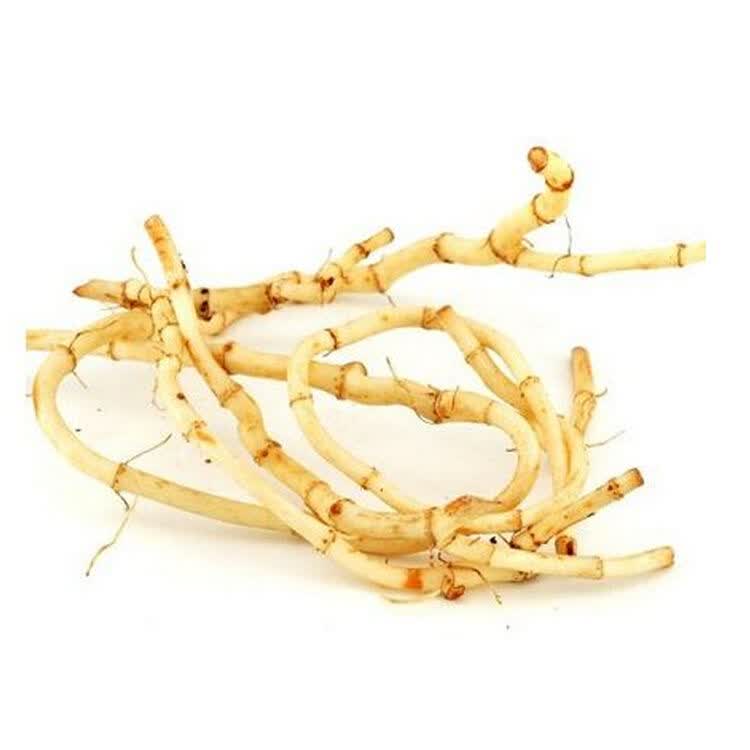 新鲜鱼腥草 现挖嫩根折耳根3斤 野生节节根凉拌野生鱼腥草