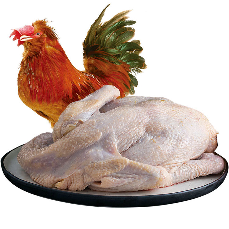 百年栗园 北京油鸡公鸡1000g/只 深山散养 走地鸡