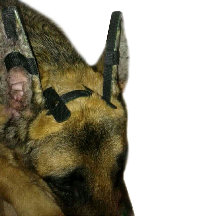 哈宝哈贝 升级加固 杜宾犬狗狗耳朵矫正器立耳器德牧耳贴宠物胶水狗耳朵边牧萨摩竖耳器普通款中号 五个月大幼 图片价格品牌评论 京东