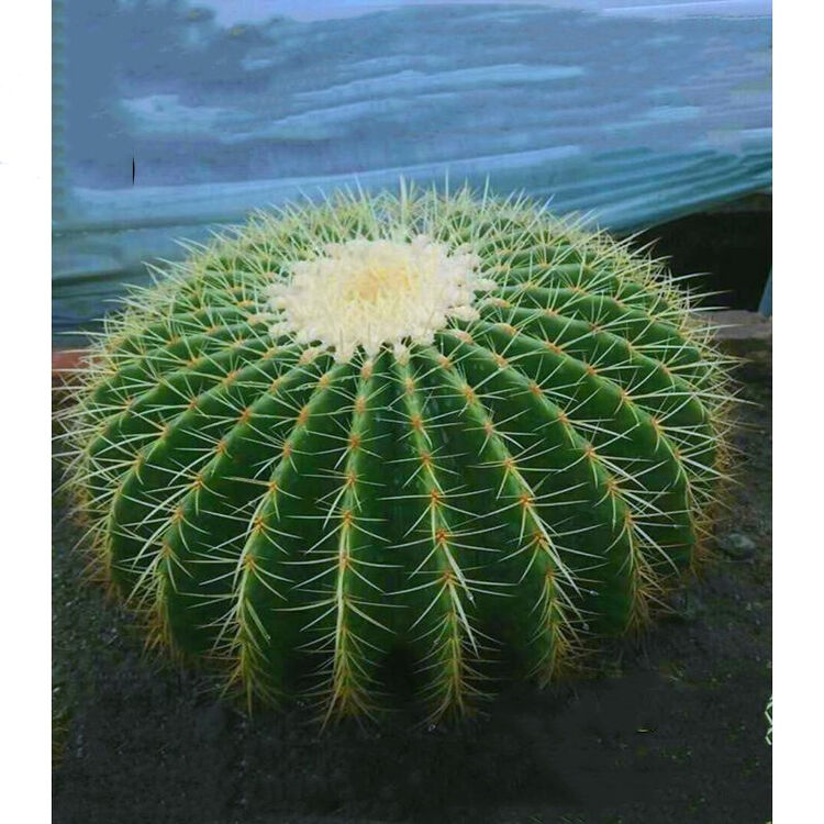 超大仙人球盆栽防辐射吸甲醛大仙人球净化空气多肉盆栽 直径8-10厘米