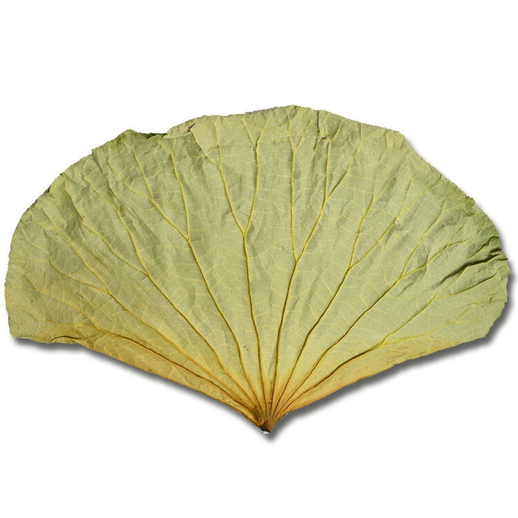 干荷叶片500g 散装荷叶 整张 产发