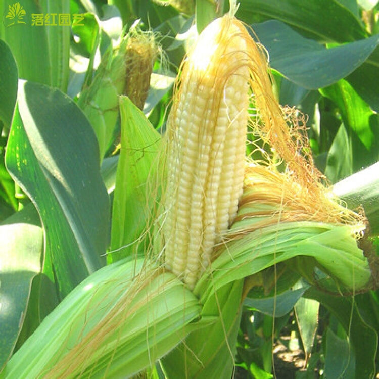 落红 金银粟甜玉米种子 蔬菜菜籽 抗病 高产 高出芽率 25粒家庭阳台