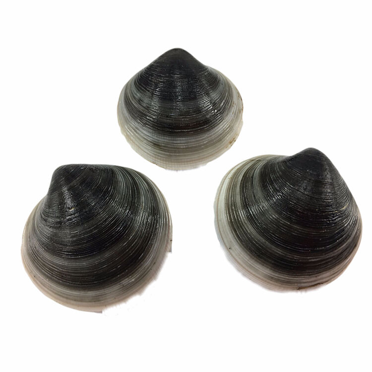 鱼姐海成 青岛鲜活牛眼贝 铁贝 黑蛤蜊 半斤/份 袋装