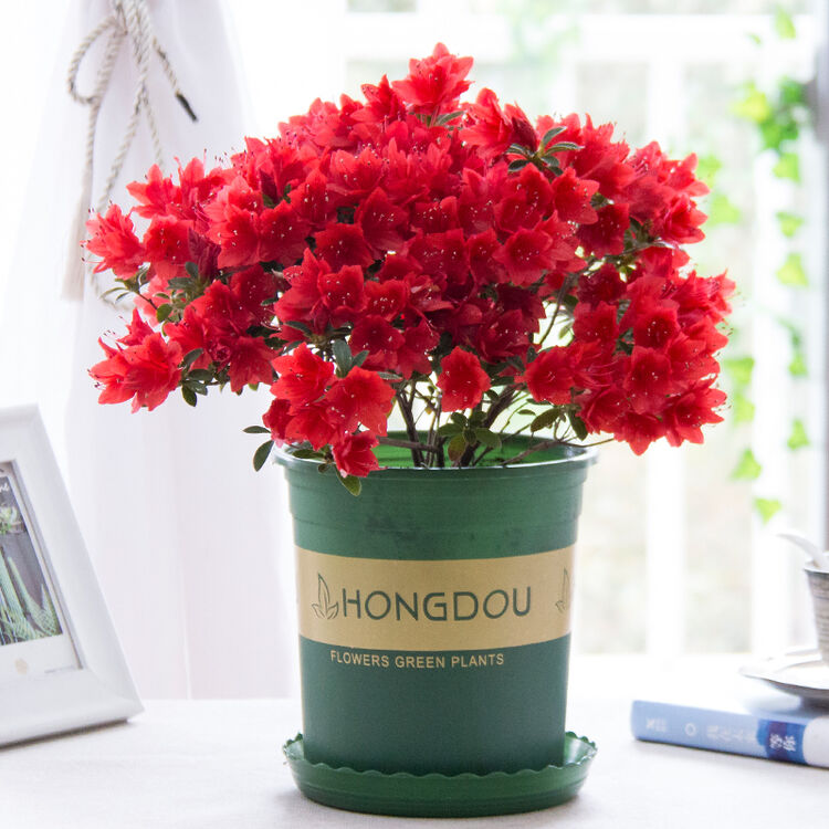 带盆栽好发货 大红色杜鹃