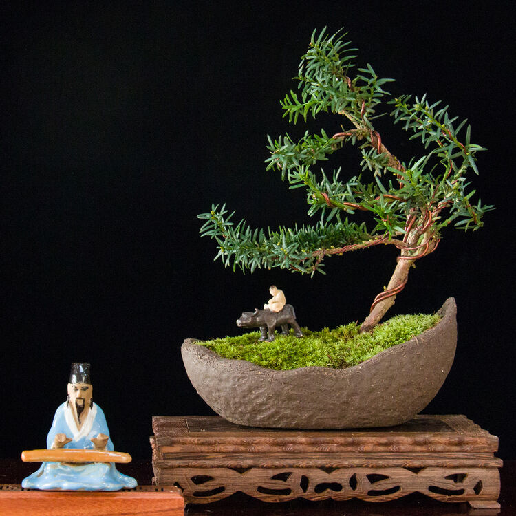 hodo红豆 红豆杉储水花盆绿植物花卉盆景客厅办公室内桌面盆栽吸甲醛