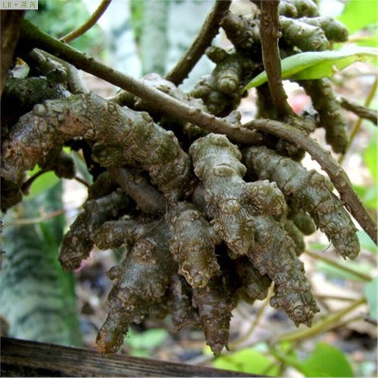 莱芮藤三七苗 野生藤三七根块 藤三七盆栽藤三七种子胚芽珠大块根包活