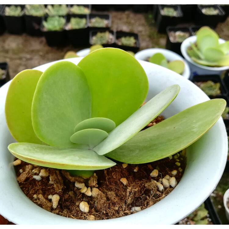 轩薇 多肉植物【超大唐印】防辐射吸甲醛绿植组合盆栽创意迷你花卉