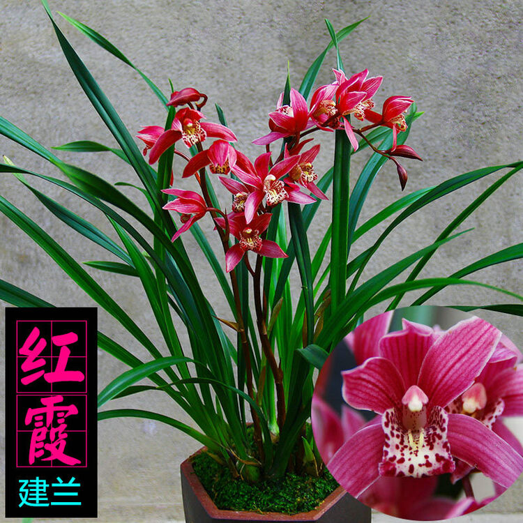 兰花苗墨兰企黑浓香建兰好养室内客厅植物春兰四季国兰盆栽 红霞 2棵
