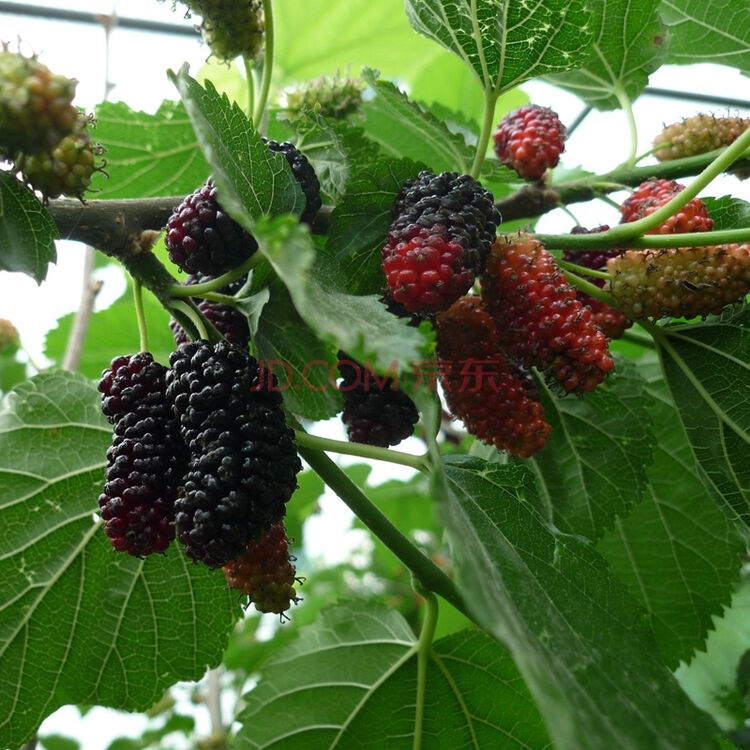 家庭院子盆栽 各品种果树苗 桑树果树苗 3年苗