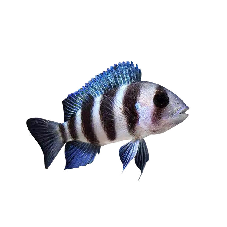 慈鲷鱼活体马雕鱼中小型淡水鱼热带鱼小鱼观赏鱼活体好养冷水 金松鼠5